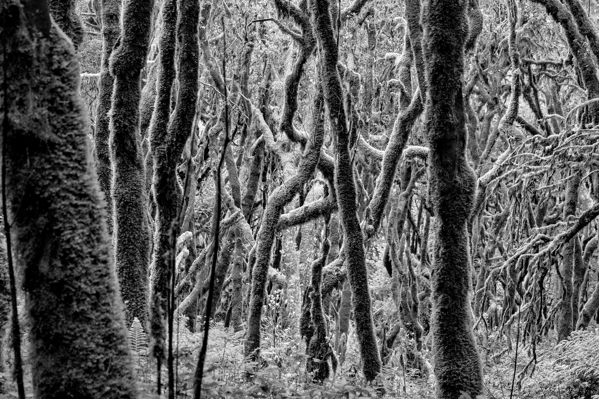 20191011 143112 Vallehermoso   Raso de la Bruma